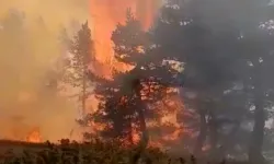 Orman yangınına sebep olan çiftçiye hapis cezası