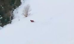 Rize'de kış uykusuna yatmayan ayıya komik uyarı: "Çabuk doğru yatağa!"