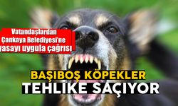 Çankaya’da başı boş köpekler tehlike saçıyor! Vatandaşlardan belediyeye 'yasayı uygula' çağrısı