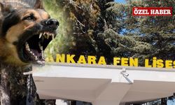 Ankara’da başıboş köpekler dehşet saçtı! Öğrenci taksici sayesinde böyle kurtuldu