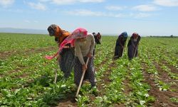 2025 tarım işçisi yevmiyesi ne kadar oldu? İşte güncel rakamlar