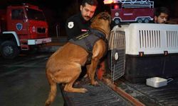 Hassas burunlu K9 köpekleri enkaz çalışmaları için Konya'da