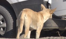 Sokak köpeklerinin saldırdığı kadın, çevredekilerin yardımıyla kurtuldu!