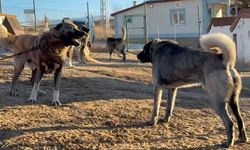 Ünleri sınırları aşıyor! Sivas’tan Arap ülkelerine Kangal köpeği ihracatı