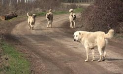 Yüksekova’da başıboş köpekler öğrencilere saldırdı