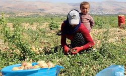 Çiftçi ve tarım işçisinin çocuğuna eğitim desteği! MEB'den ailelere kolaylık