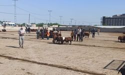 Iğdır Tarım Orman Müdürlüğü açıkladı: Hayvan pazarı geçici olarak kapatıldı