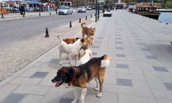 Bakan Tunç 'asla taviz yok' deyip duyurdu: Başıboş köpek saldırılarıyla ilgili soruşturma başlatıldı!