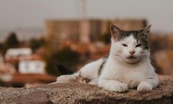 Ölmeden önce Ankara’da görülmesi gereken yerler