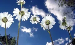 Üçüncü cemre düşmesi çok yaklaştı! Üçüncü cemre ne zaman düşüyor?