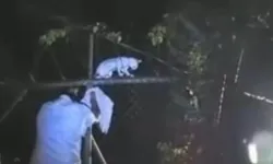 Cezaevine Uyuşturucu Sokmaya Çalışan Kedi Yakalandı