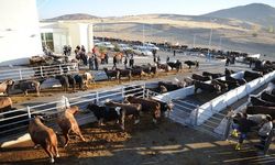 Etimesgut’ta Kurban Bayramı hazırlıkları tamamlandı! Satış ve kesim noktaları açıklandı!