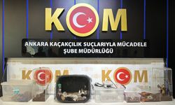Ankara merkezli 5 ilde egzotik hayvan operasyonu: Çok sayıda yasaklı hayvan ele geçirildi!