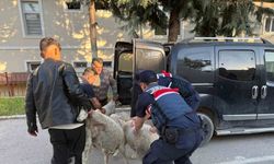 Polatlı’da Koyun Hırsızlığı: Jandarma Ekipleri Suçüstü Yakaladı