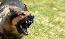 Ankara başıboş köpekler dehşet saçtı! Buzağıyı parçaladılar, sahibine saldırdılar!