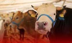 Kurbanlık fiyatları ne kadar 2026? Büyükbaş ve küçükbaş kurban fiyatları