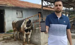 Kurbanlık diye gitti kurban oldu: 250 bin lirası gitti