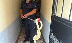 Apartman Dairesine Yılan Girdi: İtfaiye Ekipleri Harekete Geçti