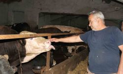 Fiyatlar cep yakıyor... Kurbanlık alımında Başkentlilerin tercihi Çankırı!