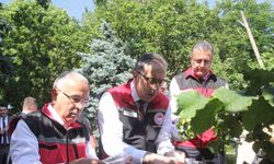 Kahverengi Kokarca Alarmı: Gizli Kahramanlar Görevde!