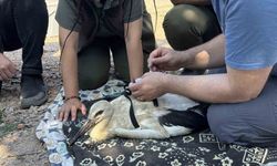 Yaren Leylek ve yavruları takibe alındı! Göç yolculukları uydu ile izlenecek