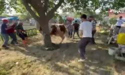 Ankara’da vatandaşlar kurbanlık dananın saldırısına uğradı