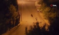 Ankara’da aç kalan ayı sokağa indi! O anlar kamerada