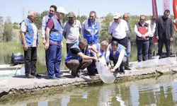 Ankara Bala’da 250 Bin Sazan Yavrusu Doğayla Buluştu