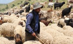 Yabancı çoban ve hayvan bakıcıları için çalışma izni başvuruları başladı! İşte şartlar