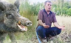 Elazığ’da domuz istilası: Köylüler bahçelerini ekemez hale geldi, Cumhurbaşkanı Erdoğan’a seslendiler!