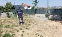 Ankara'da sinek ve haşere alarmı!