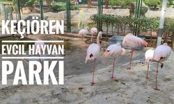 Ankara'da çocuklar bu parka bayılacak! O hayvanat bahçesinde her hayvan var!