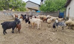 BAYRAMDA HAYVAN ÜRETİCİLERİ DÜŞÜNCELİ