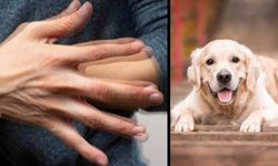 Eğitilmiş Köpekler Parkinson'u Yüzde 98 Doğrulukla Tespit Edebiliyor