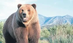 Ankara Kızılcahamam'da ayı görüldü