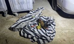 Serik’te çöp konteynerinde çıkan yangın sonrası telef köpek bulundu