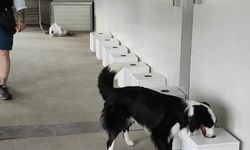 Türkiye'de bir ilk! İstilacı böcekler sınır kapılarında tespit edilebilecek