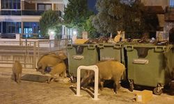 Marmaris'te domuz krizi büyüyor: Sokaklar, plajlar ve sahiller domuzların meskeni oldu