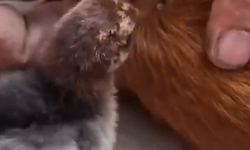 Yavru kekliğin kene ile ilk teması kamerada!