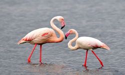 Tuz Gölü’nde 2 Bin Yavru Flamingo Öldü mü?