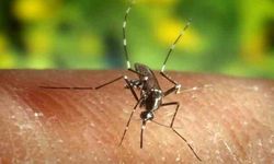 Chikungunya viriüsü ne? Nasıl bulaşır? Belirtileri ne? Tedavisi var mı?