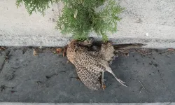 Yol kenarında görüntülenen cansız sülün merak uyandırdı