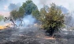 Malatya’da orman yangını!
