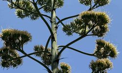 Beylikdüzü’nde 30 yılda bir çiçek açan agave görenleri hayran bıraktı