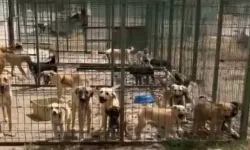Gümüşhane'de hayvan barınağı skandalı büyüyor: Ölü köpekler ormanlık alanda bulundu!
