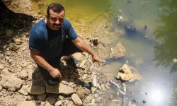Antalya Aksu’daki derede çevre felaketi: Yüzlerce balık öldü!