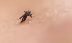 Chikungunya virüsü tehlike saçıyor: 16 ülkede 240 binden fazla vaka!