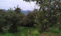 Giresun’da fındık toplama faciası! Kadın uçurumdan düştü