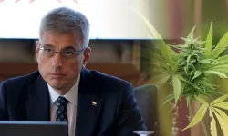 Tıbbi keneverin hangi hastalıklarda kullanılacağı belli oldu!