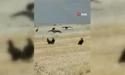 Ankara’da kara akbabalar görüntülendi